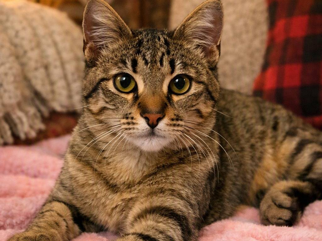 Adotta un gatto, femmina, 4 mesi, Parma