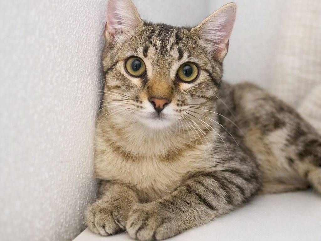 Adotta un gatto, taglia non valida, femmina, Parma