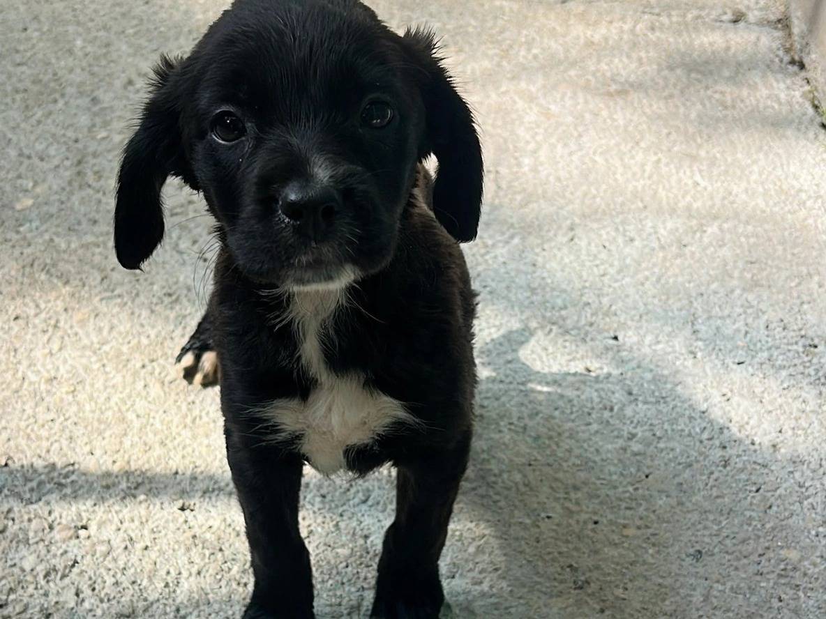 Adozione cane, femmina, Razza sconosciuta Razza sconosciuta, 3 mesi, taglia media contenuta, Latina