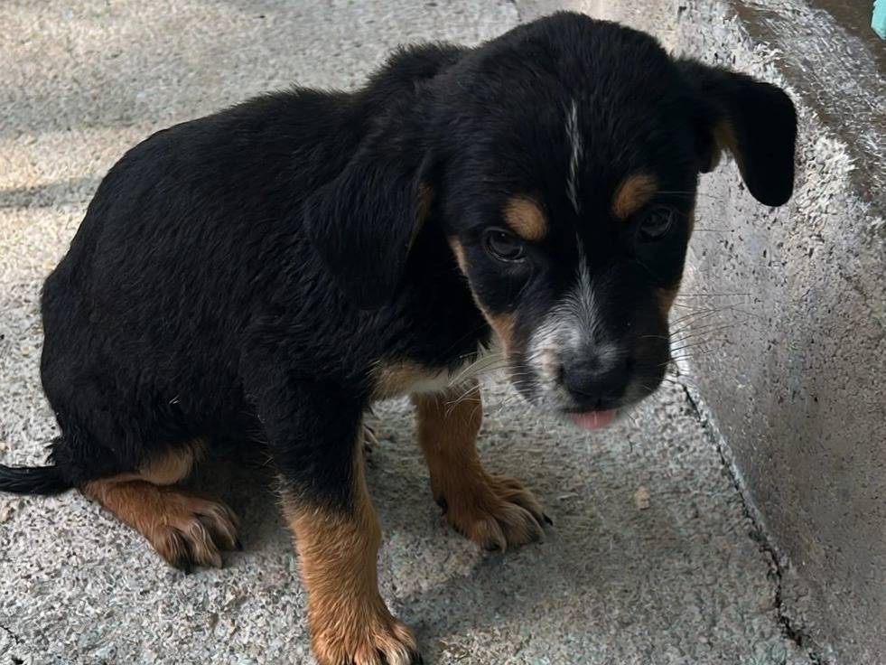 Adotta un cane, femmina, 3 mesi, Latina