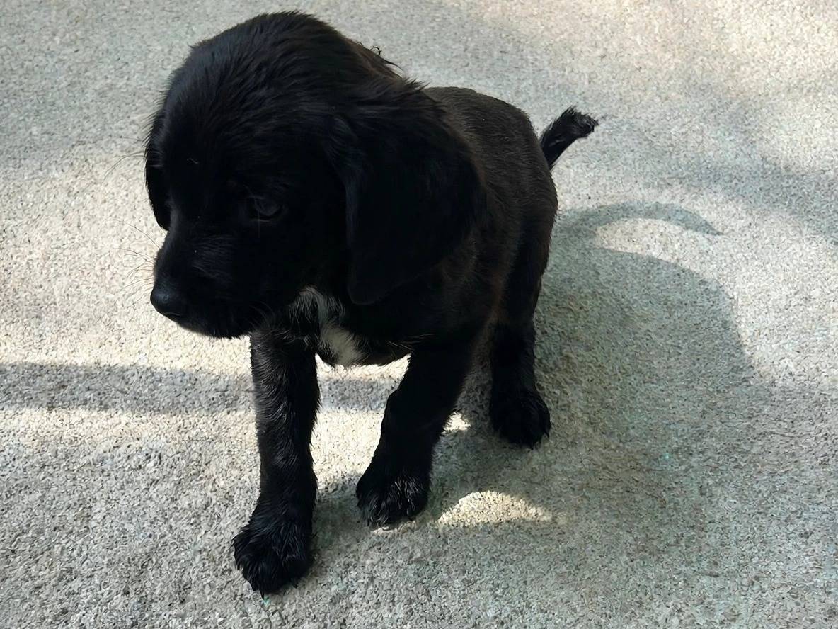 Adotta un cane, taglia media contenuta, femmina, Latina