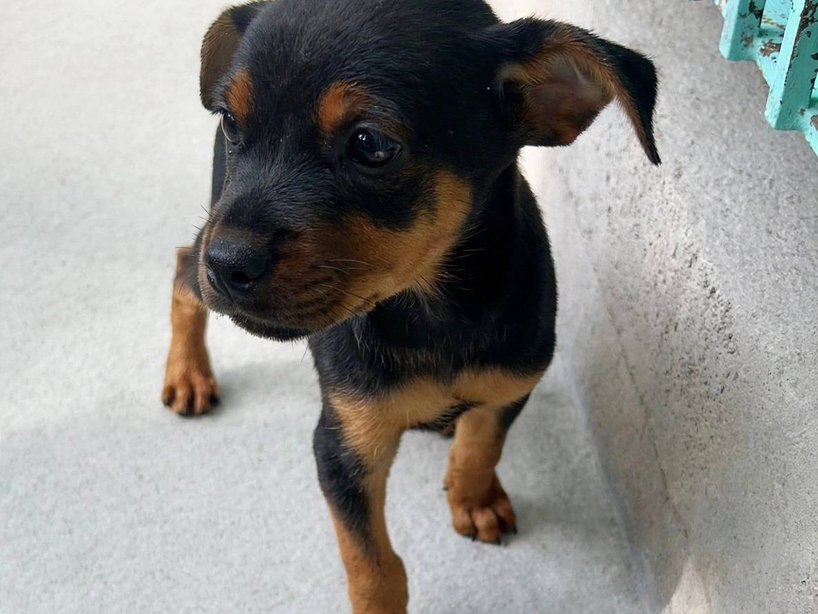 Vuoi adottare un cane a Latina?