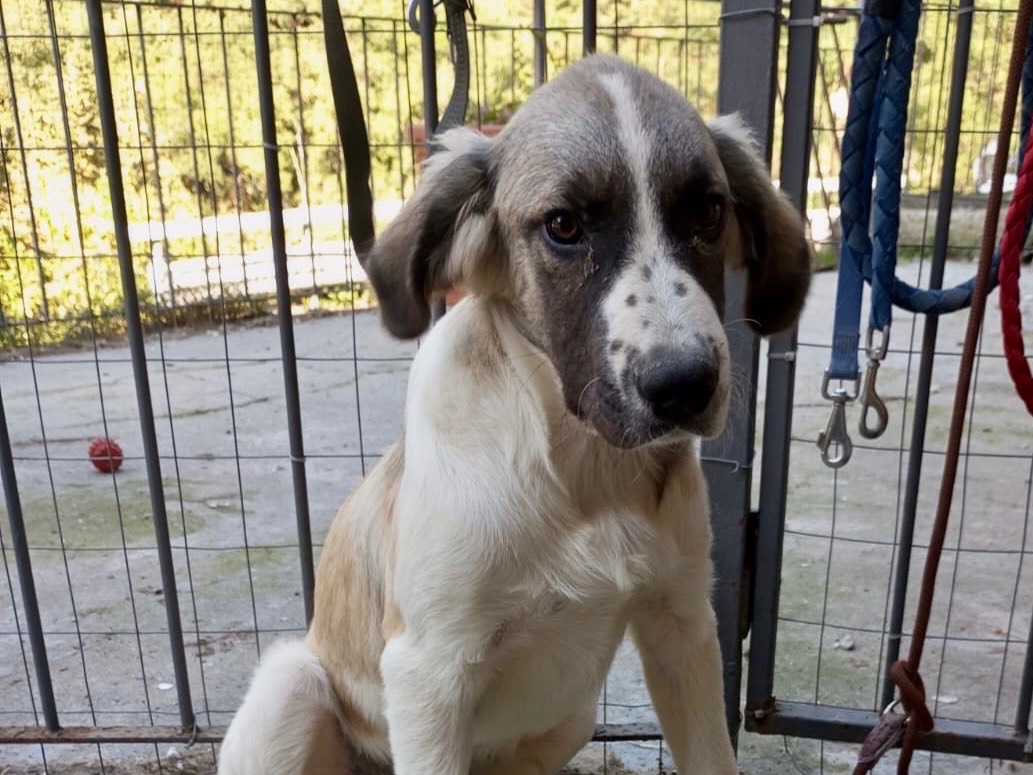 Adozione cane, maschio, Razza sconosciuta Razza sconosciuta, 4 mesi, taglia media, Genova