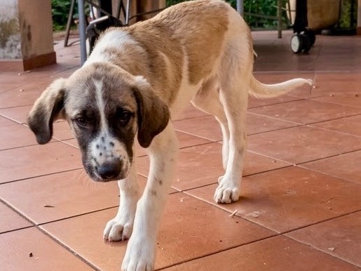 Adotta un cane, maschio, 4 mesi, Genova