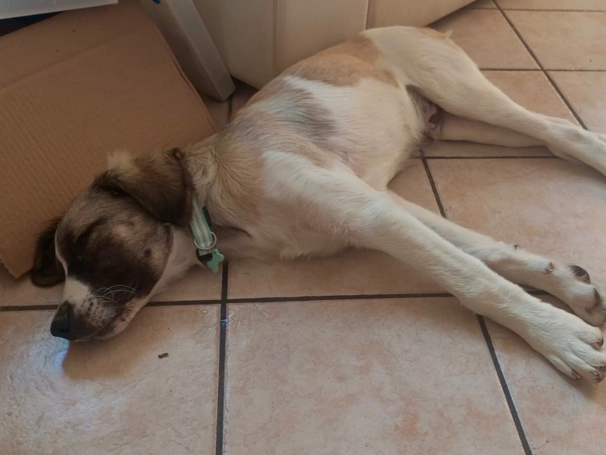 Adotta un cane, taglia media, maschio, Genova