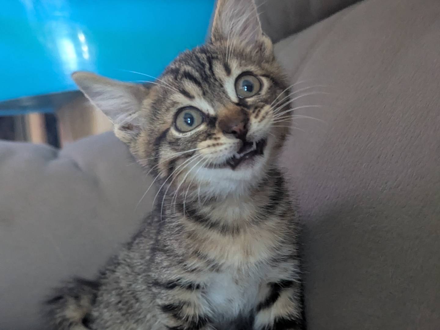 Adozione gatto, maschio, Razza sconosciuta Razza sconosciuta, 3 mesi, taglia non valida, Teramo