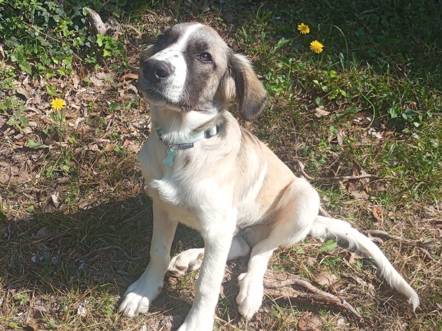 Vuoi adottare un cane a Genova?