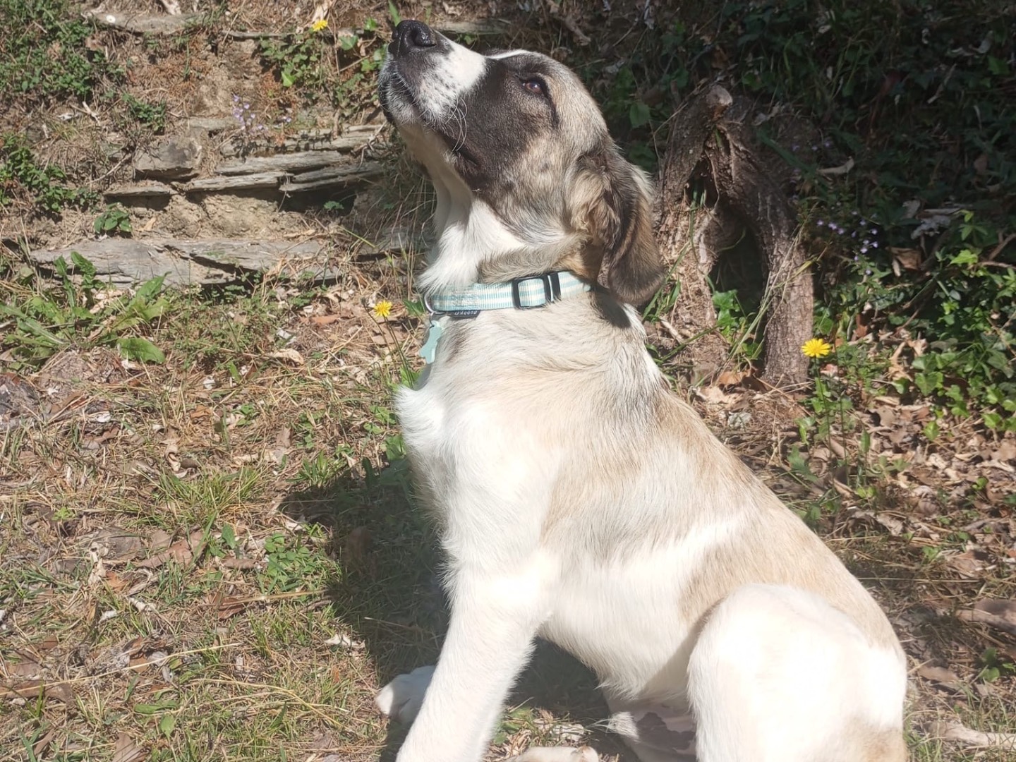 Adotta il cane Aslan a Genova