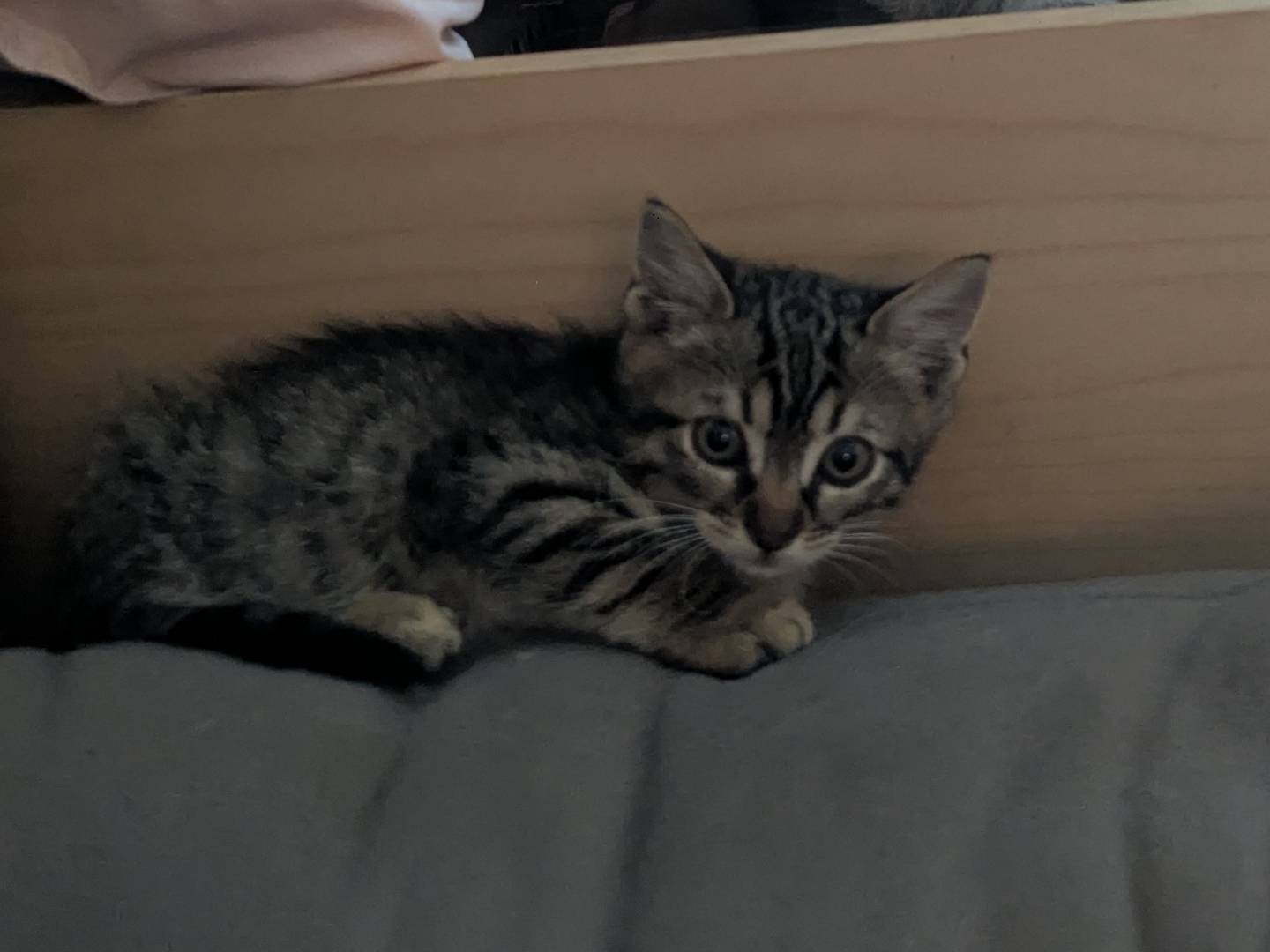 Adotta un gatto, maschio, 3 mesi, Teramo