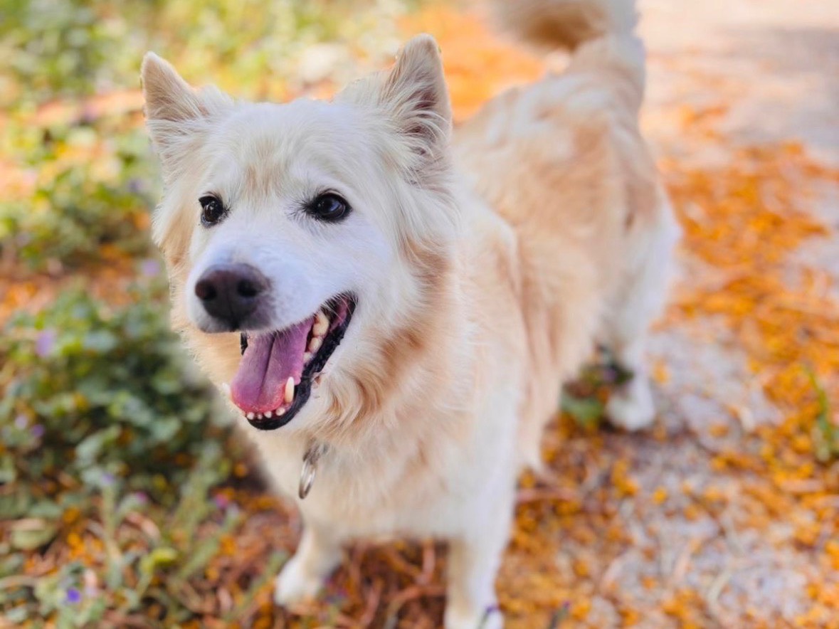 Adozione cane, maschio, Razza sconosciuta Razza sconosciuta, 7 anni e 5 mesi, taglia media contenuta, Siracusa