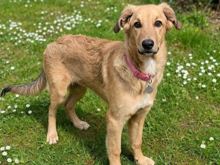 Adotta un cane, femmina, 5 mesi, Siracusa