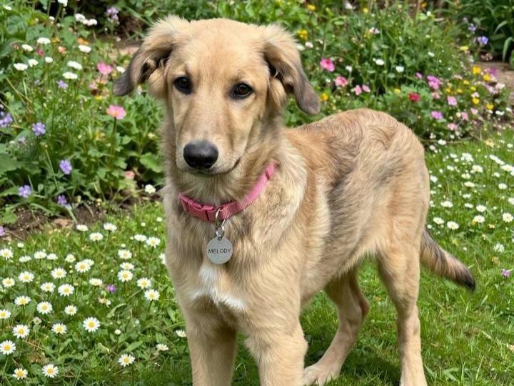 Adotta un cane, taglia media, femmina, Siracusa