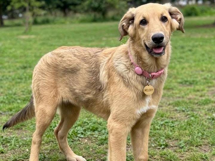 Adozione cane, femmina, Razza sconosciuta Razza sconosciuta, 5 mesi, taglia media, Siracusa