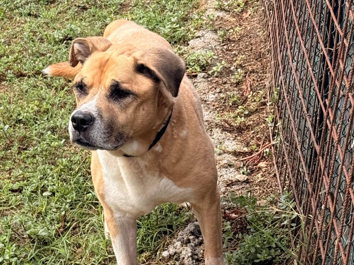 Adozione cane, maschio, Razza sconosciuta Razza sconosciuta, 10 anni e 3 mesi, taglia grande, Novara