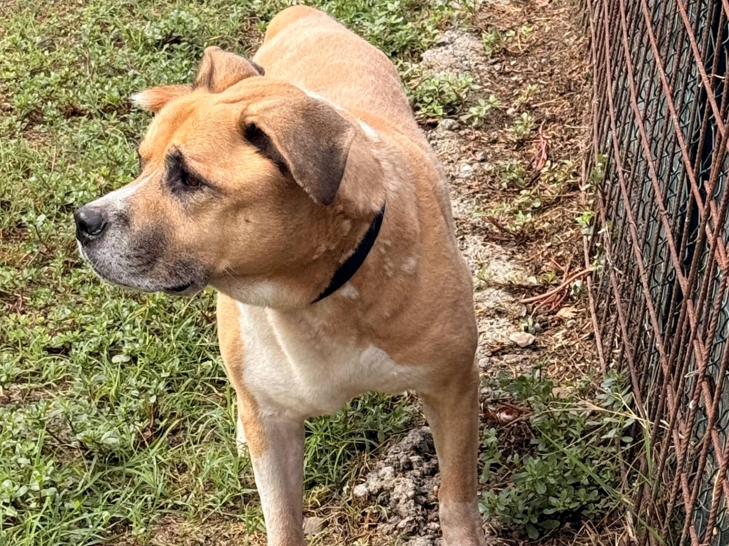 Adotta un cane, maschio, 10 anni e 3 mesi, Novara