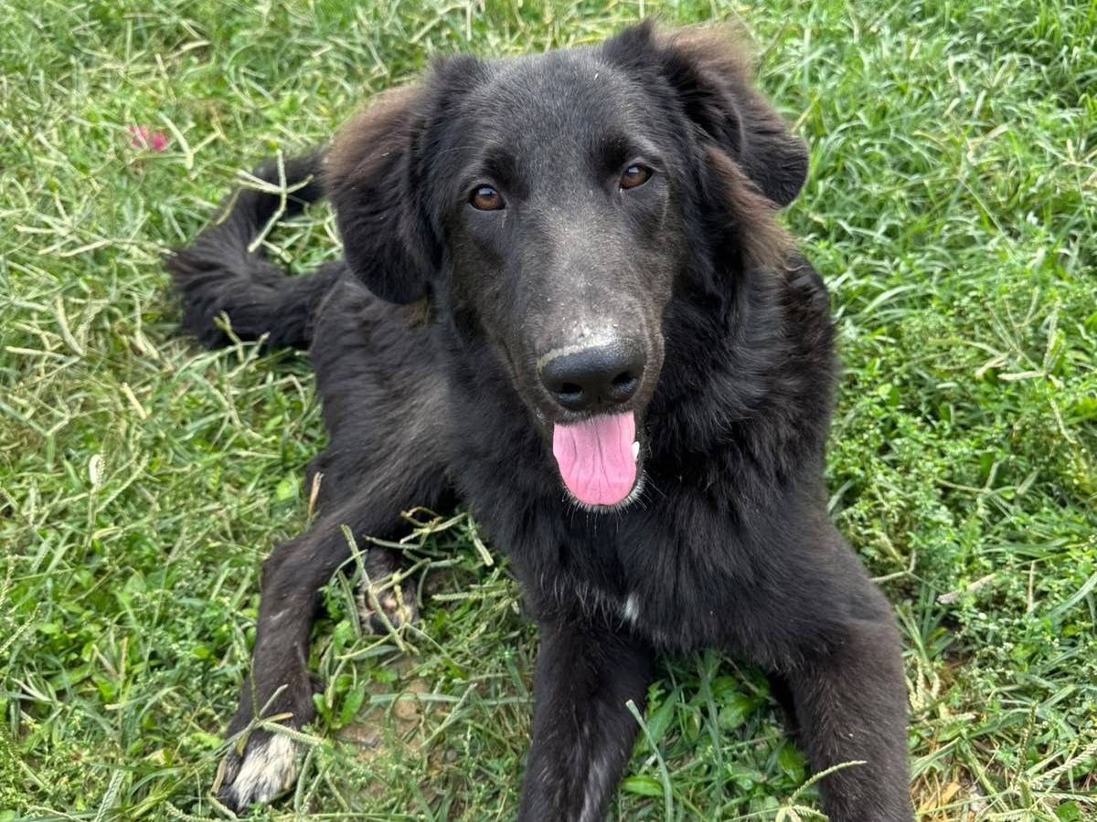 Adozione cane, maschio, Razza sconosciuta Razza sconosciuta, 8 mesi, taglia media, Novara