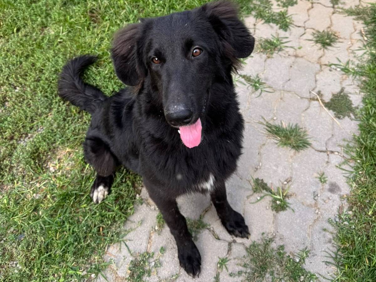 Adotta un cane, maschio, 8 mesi, Novara