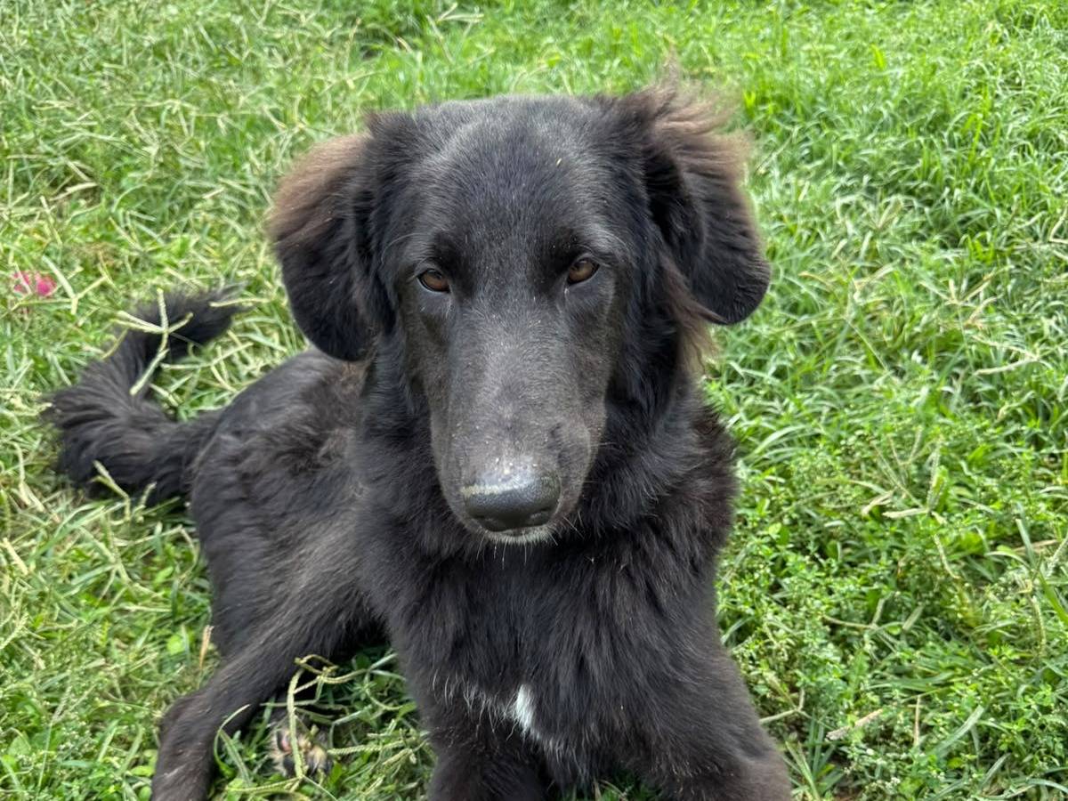 Adotta un cane, taglia media, maschio, Novara