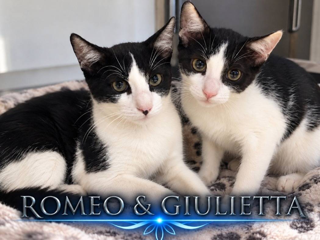 Adozione gatto, maschio, Razza sconosciuta Razza sconosciuta, 7 mesi, taglia non valida, Torino