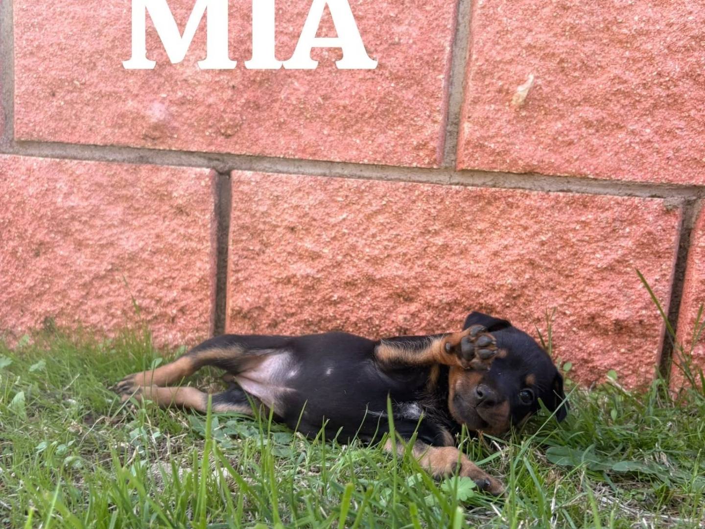 Adozione cane, femmina, Razza sconosciuta Razza sconosciuta, 2 mesi, taglia piccola, Roma