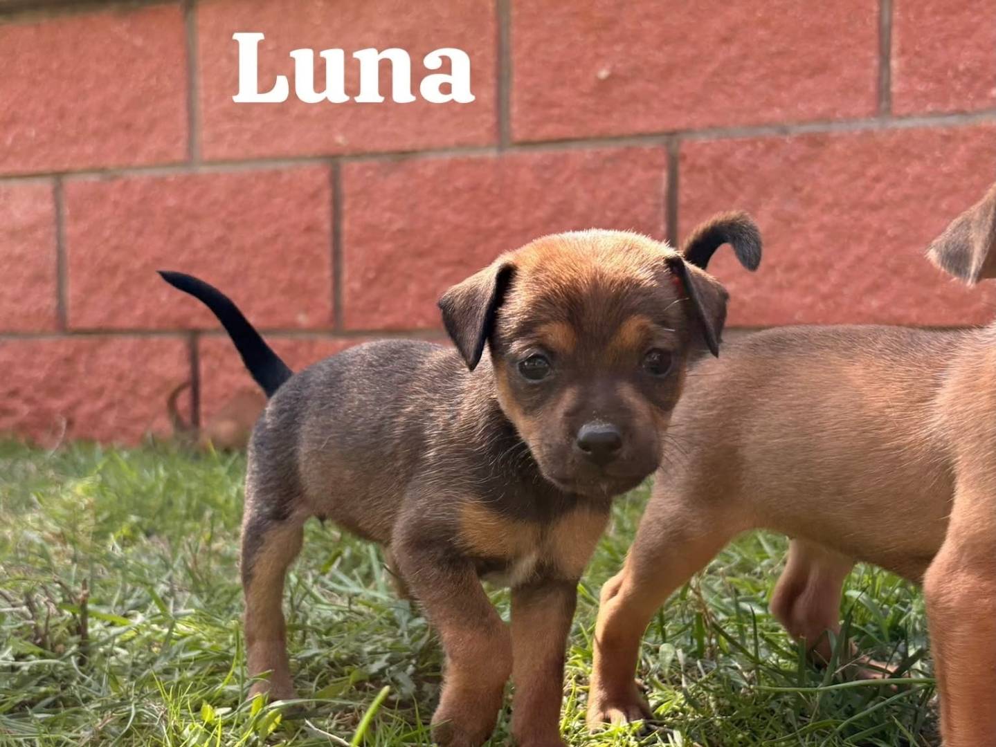 Adotta un cane, femmina, 2 mesi, Roma