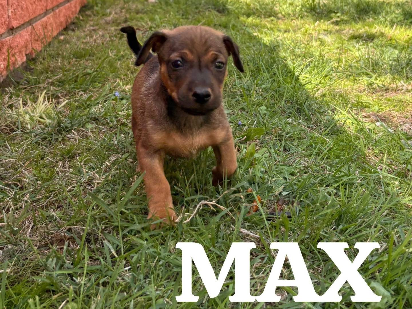 Adotta un cane, taglia piccola, femmina, Roma