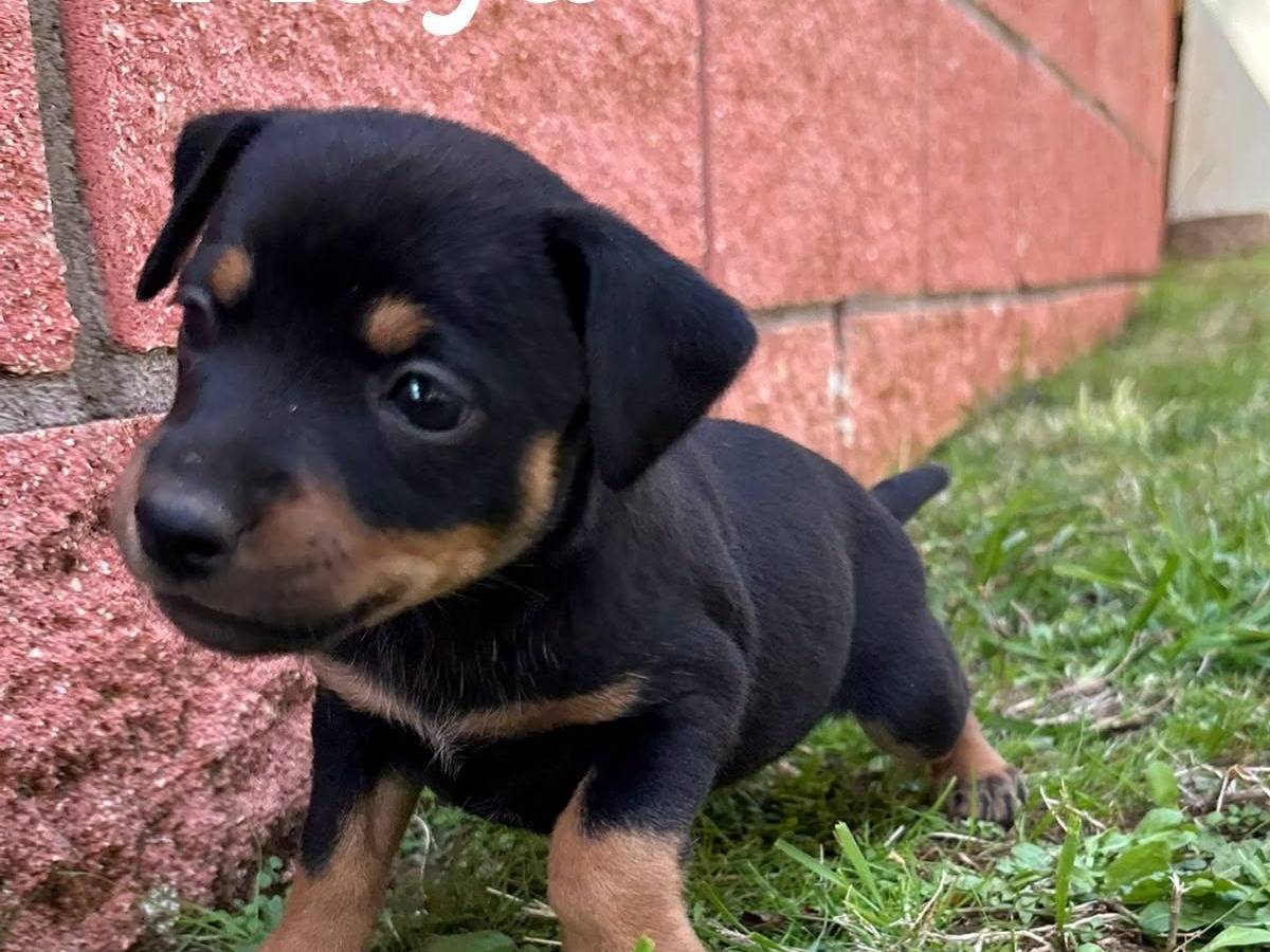 Vuoi adottare un cane a Roma?