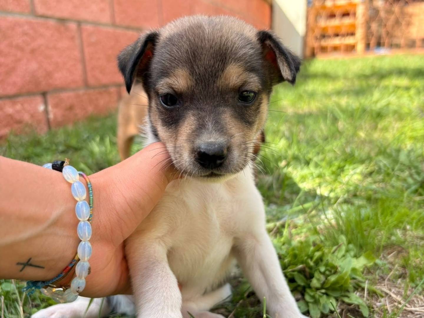 Adotta il cane NANETTI a Roma