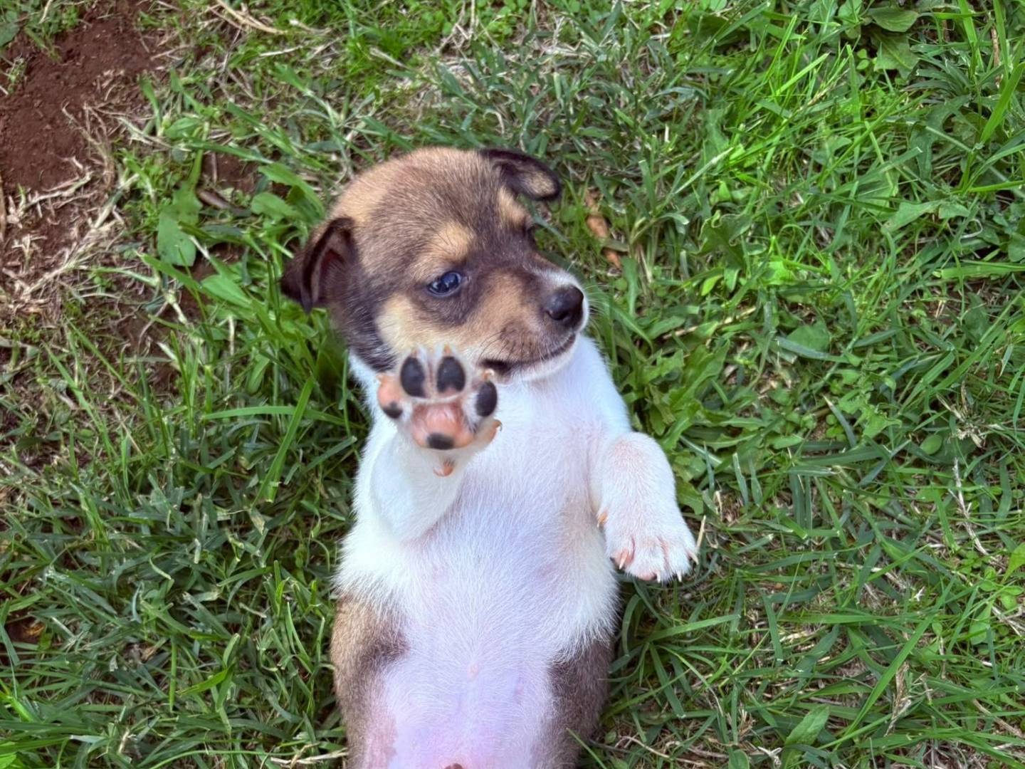 Foto 2 dell'animale