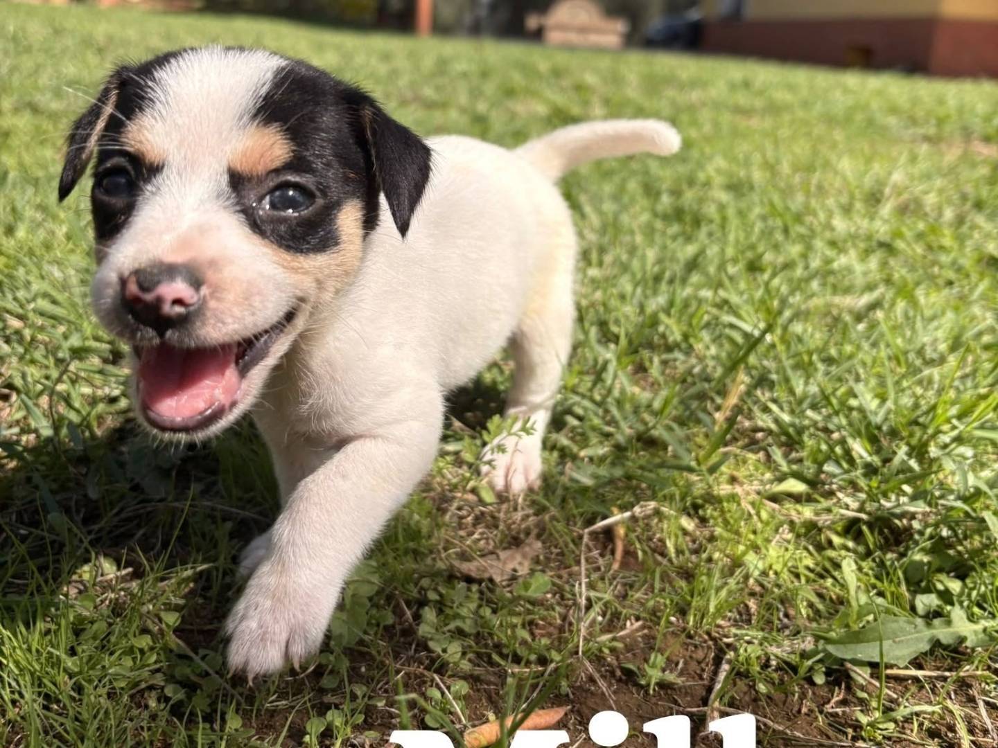 Vuoi adottare un cane a Roma?