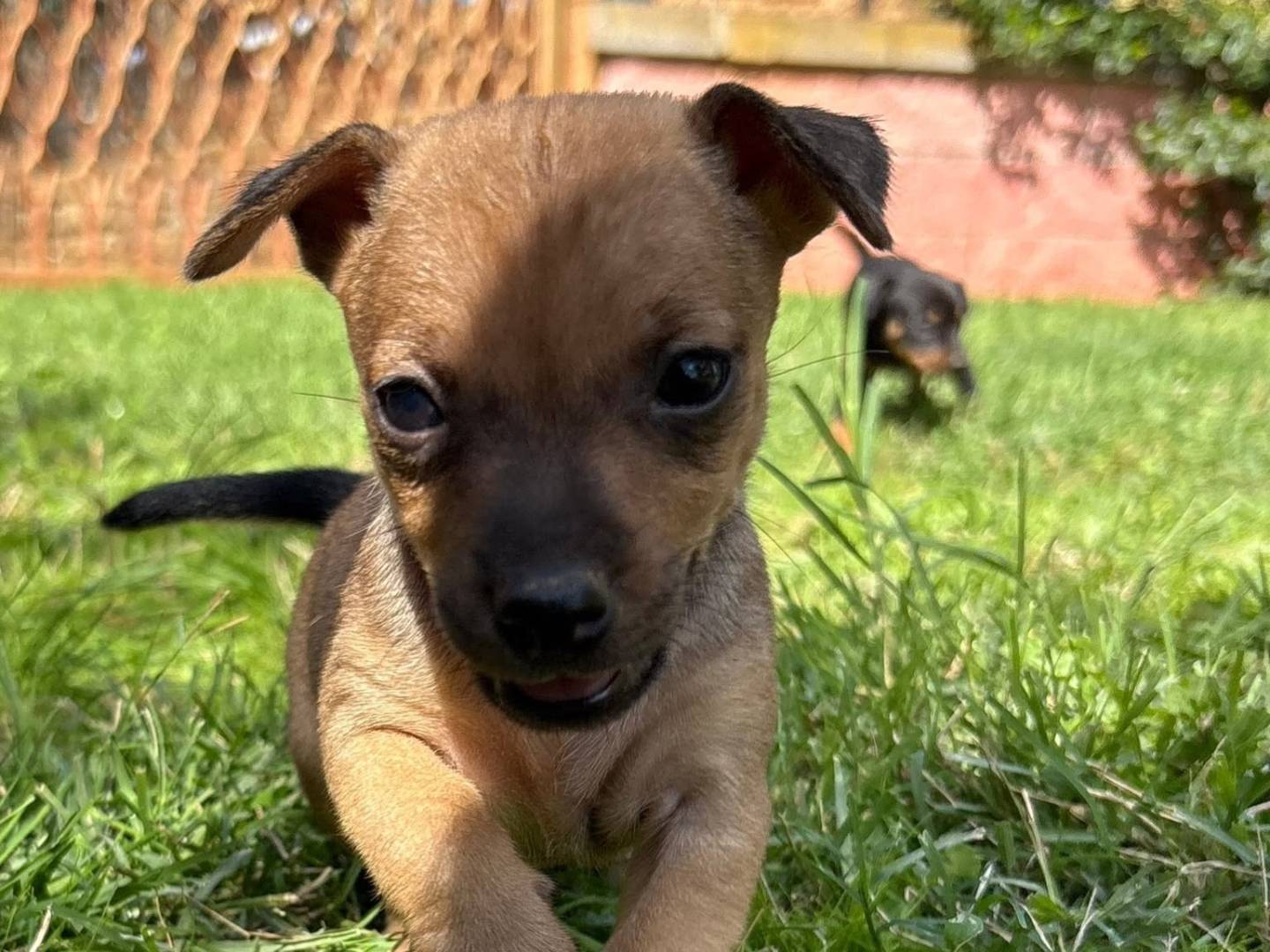 Adotta il cane NANETTI a Roma