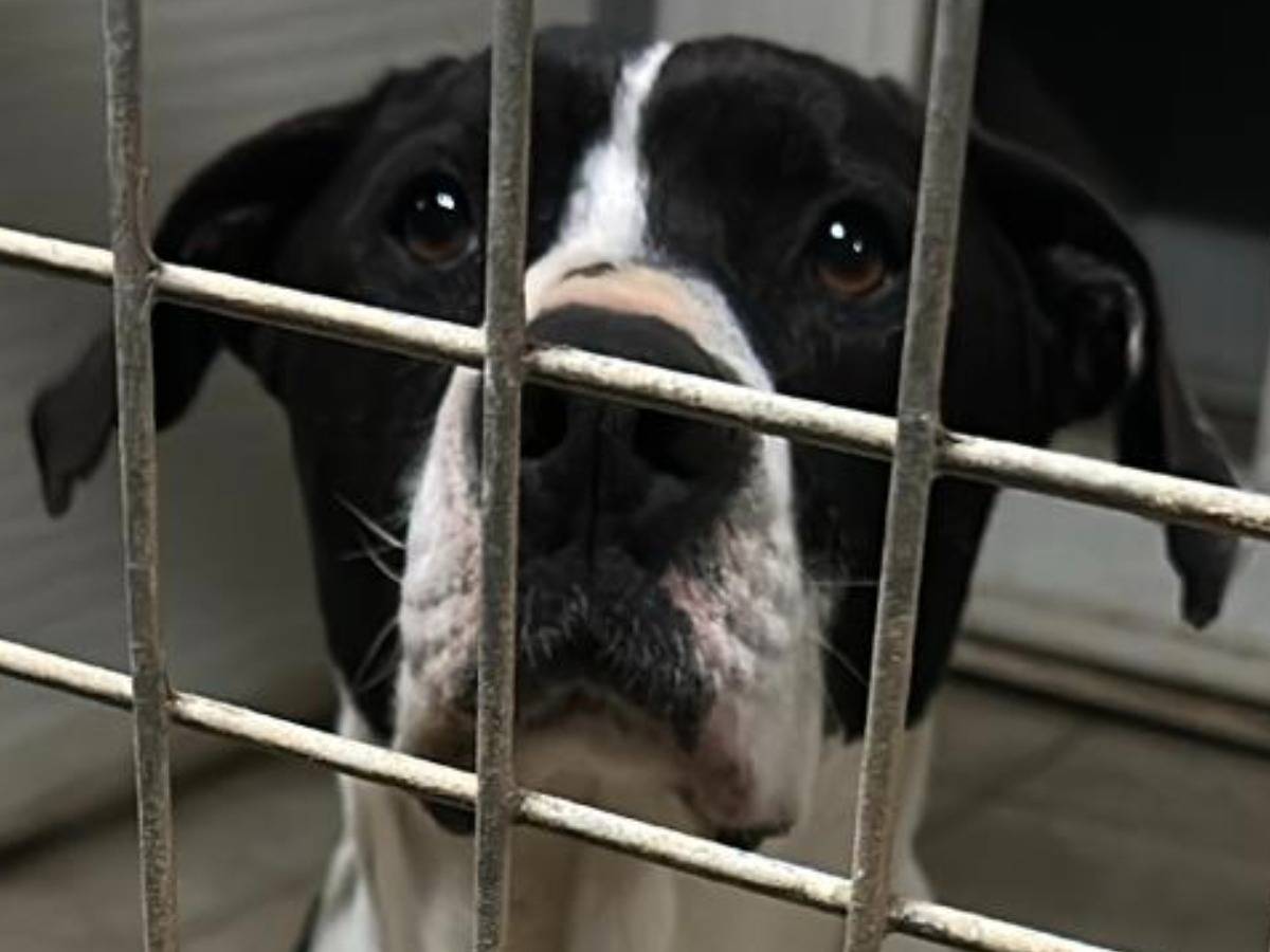 Adozione cane, maschio, Amstaff Razza sconosciuta, 8 anni e 6 mesi, taglia grande, Roma