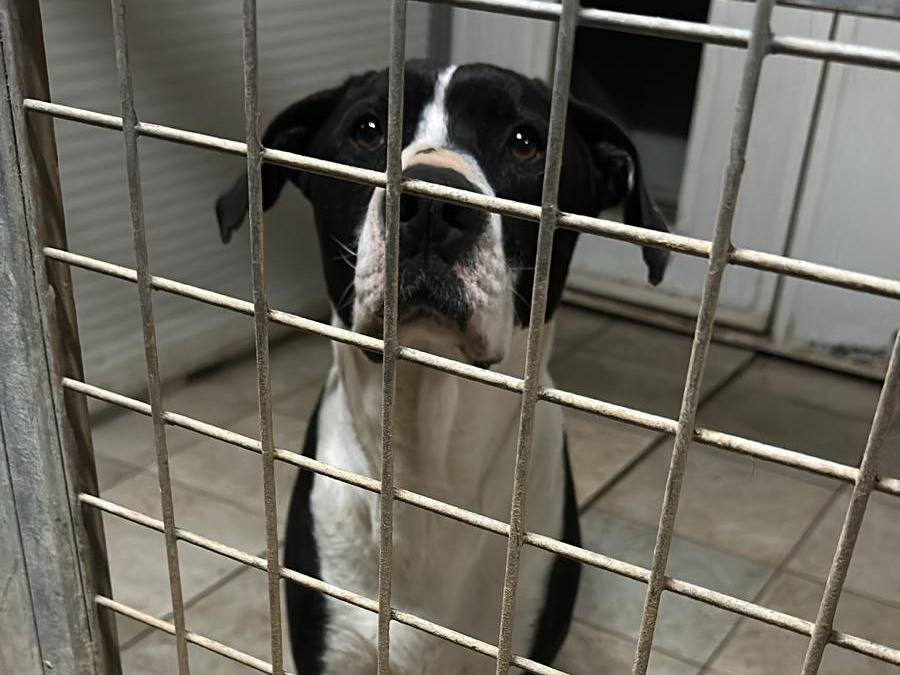 Adotta un cane, maschio, 8 anni e 6 mesi, Roma