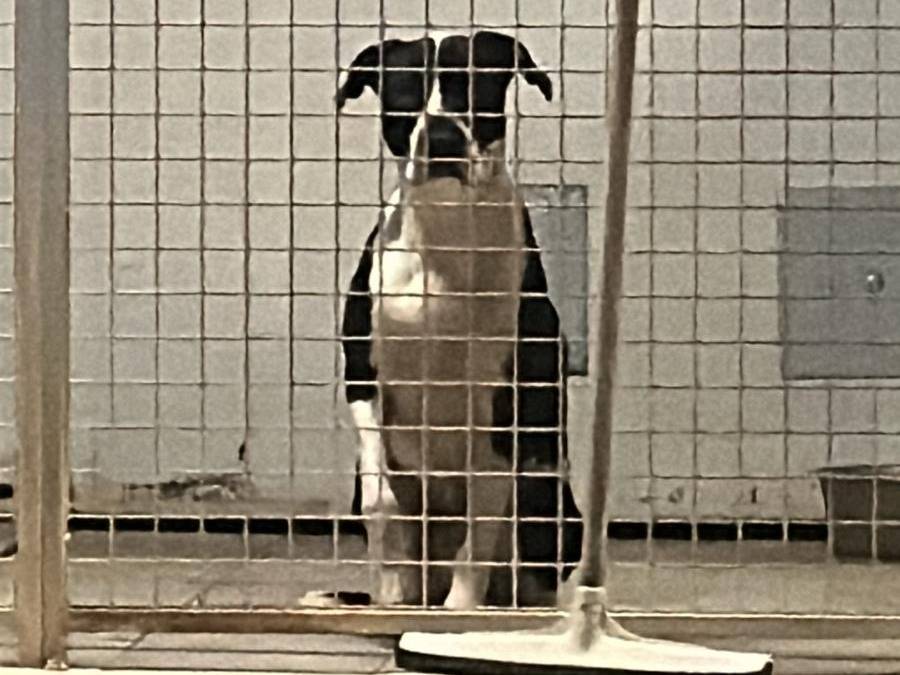 Adotta un cane, taglia grande, maschio, Roma