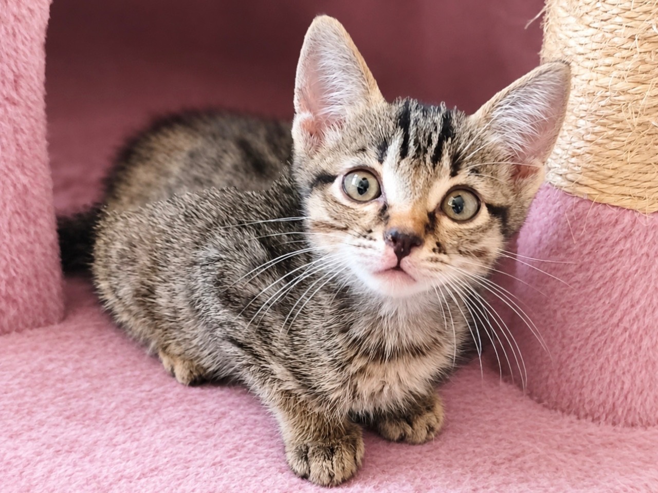 Adozione gatto, maschio, Razza sconosciuta Razza sconosciuta, 2 mesi, taglia non valida, Latina