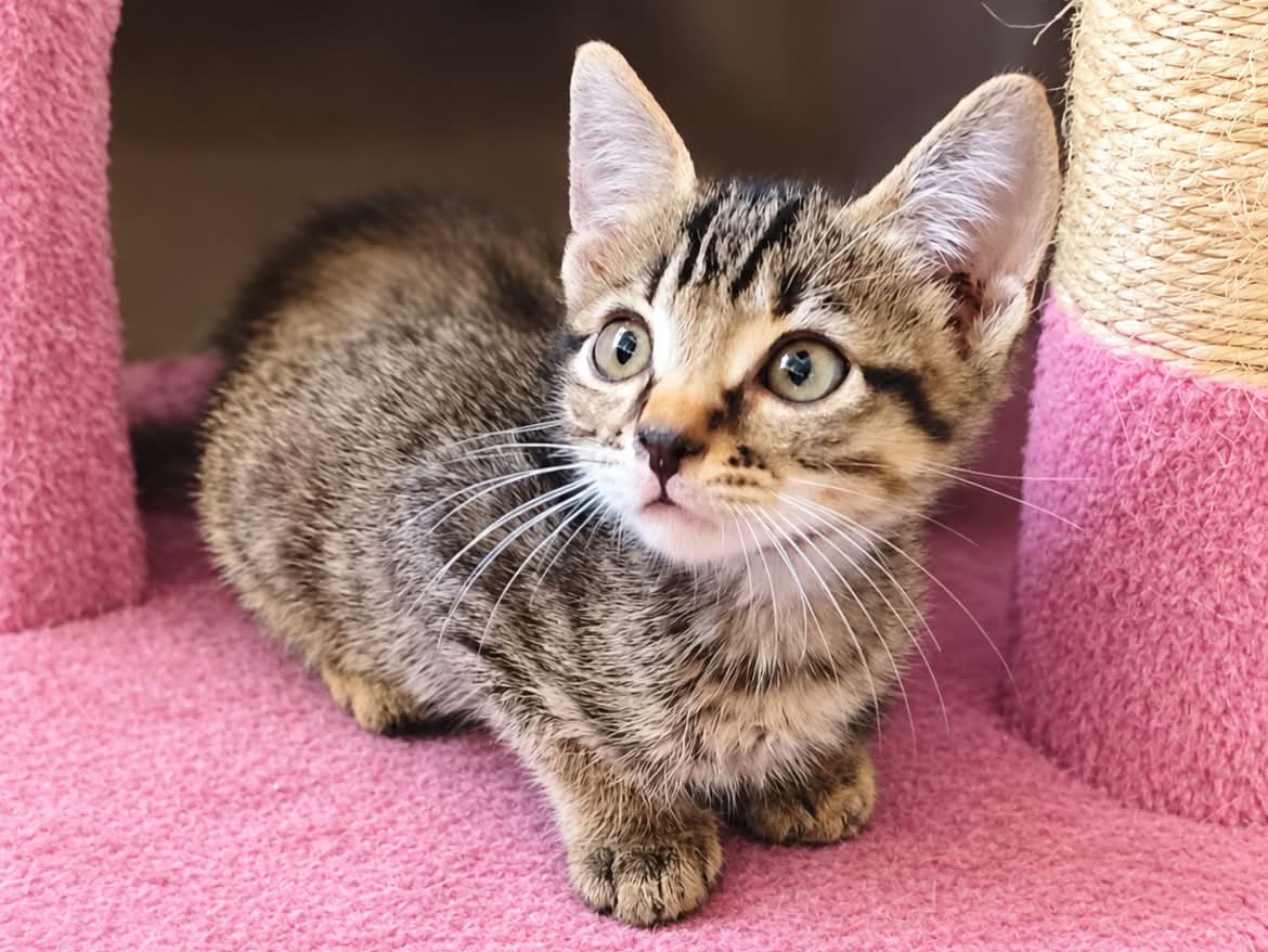Adotta un gatto, maschio, 2 mesi, Latina