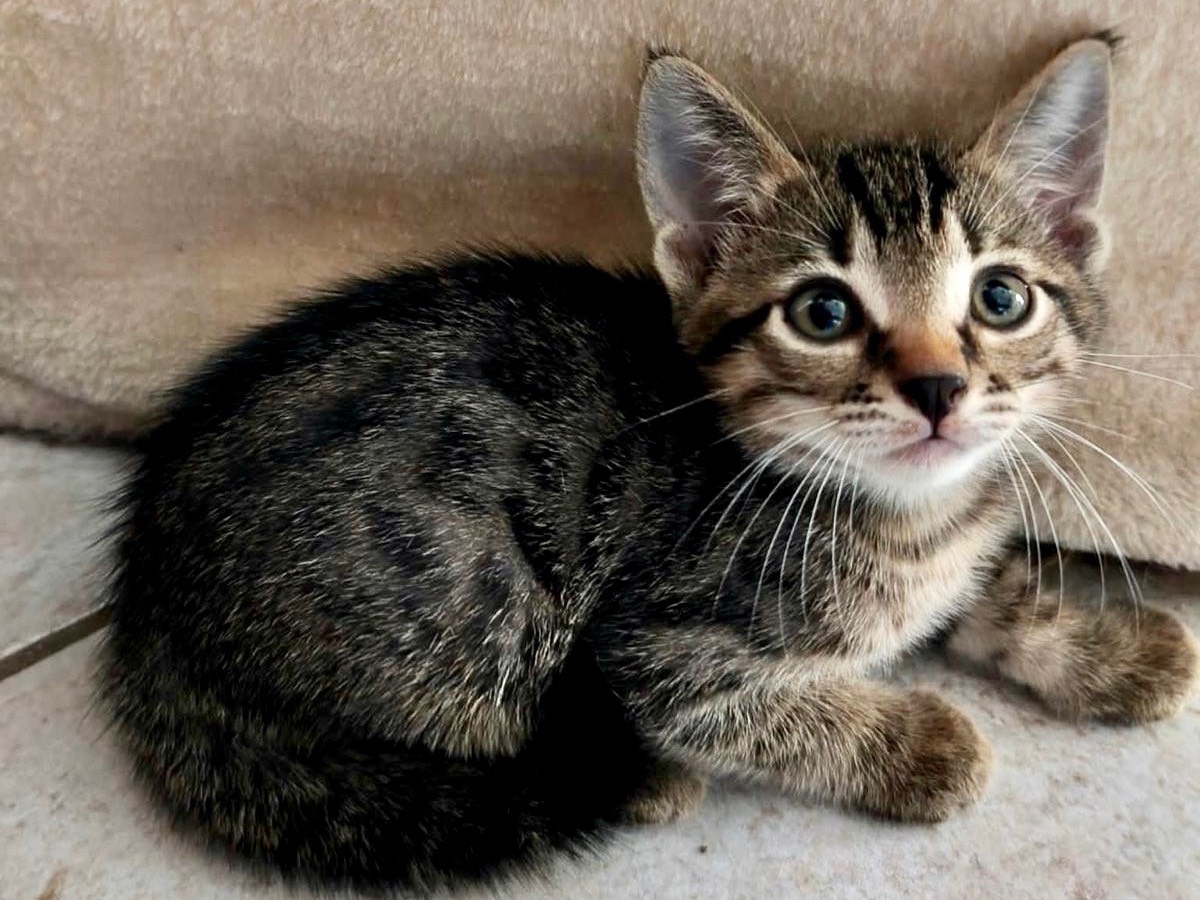 Adotta un gatto, taglia non valida, maschio, Latina
