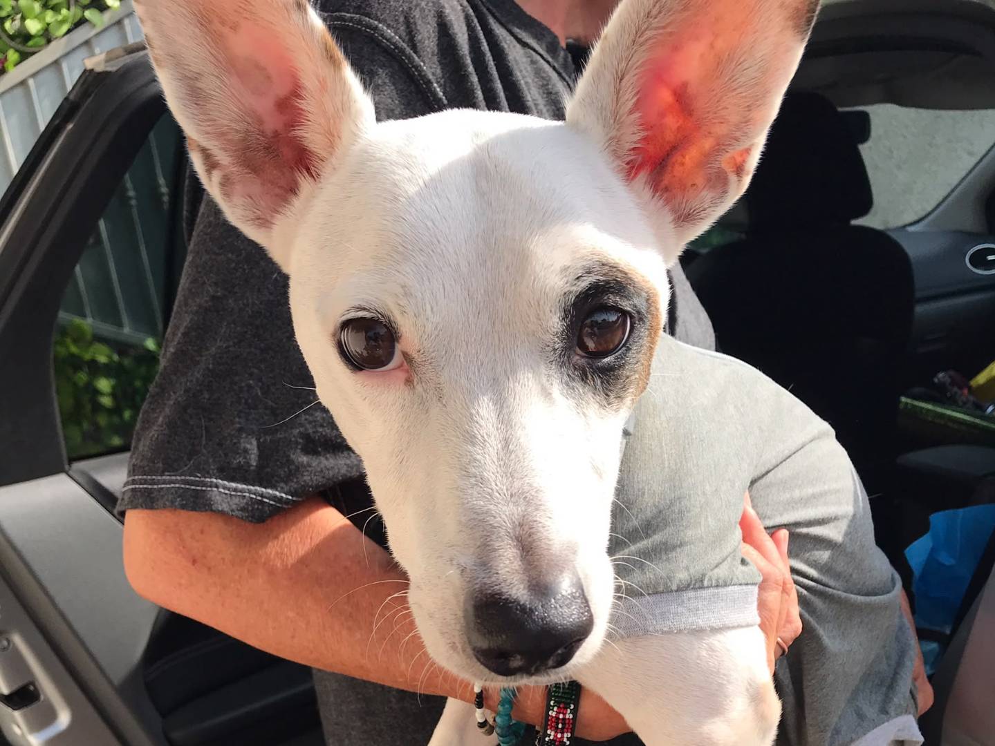 Vuoi adottare un cane a Roma?