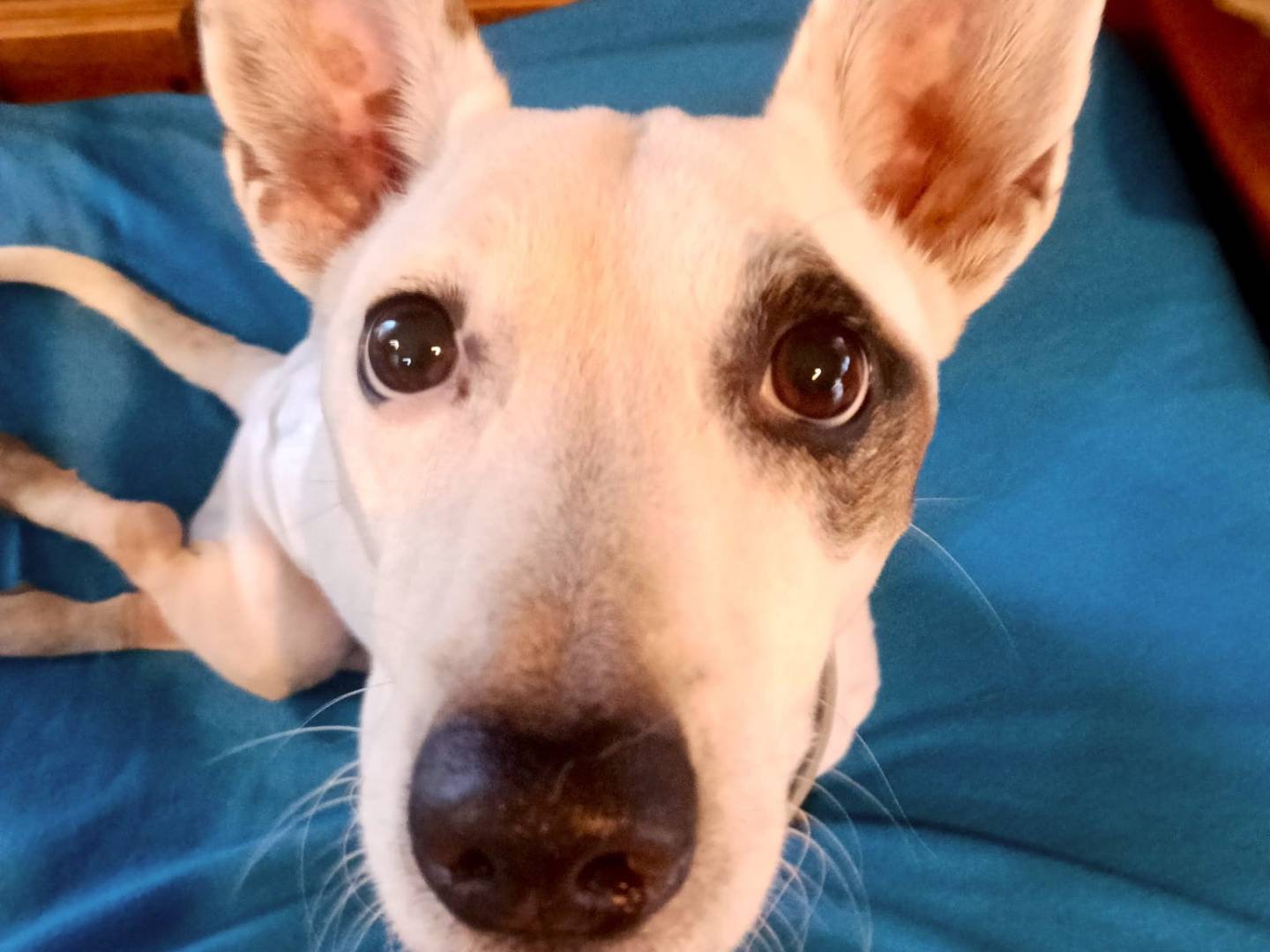 Adotta il cane SIMBA a Roma