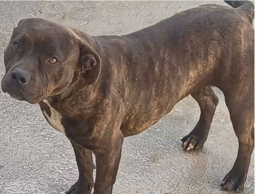 Adozione cane, femmina, Bull Terrier Razza sconosciuta, 3 anni e 9 mesi, taglia media, Latina