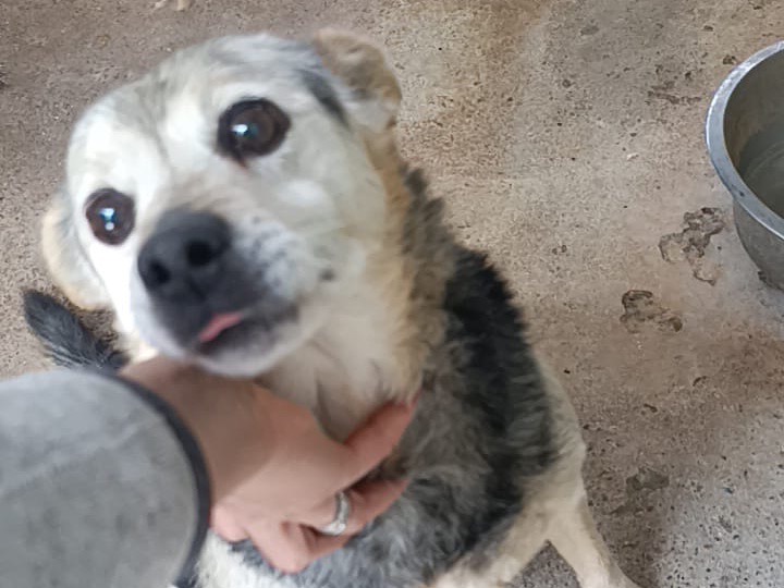Adotta un cane, taglia piccola, femmina, Trento