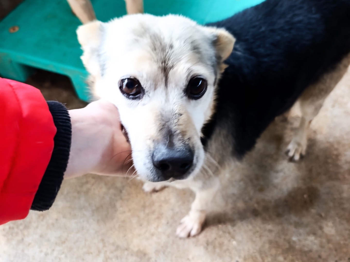 Adotta un cane, femmina, 10 anni e 9 mesi, Trento