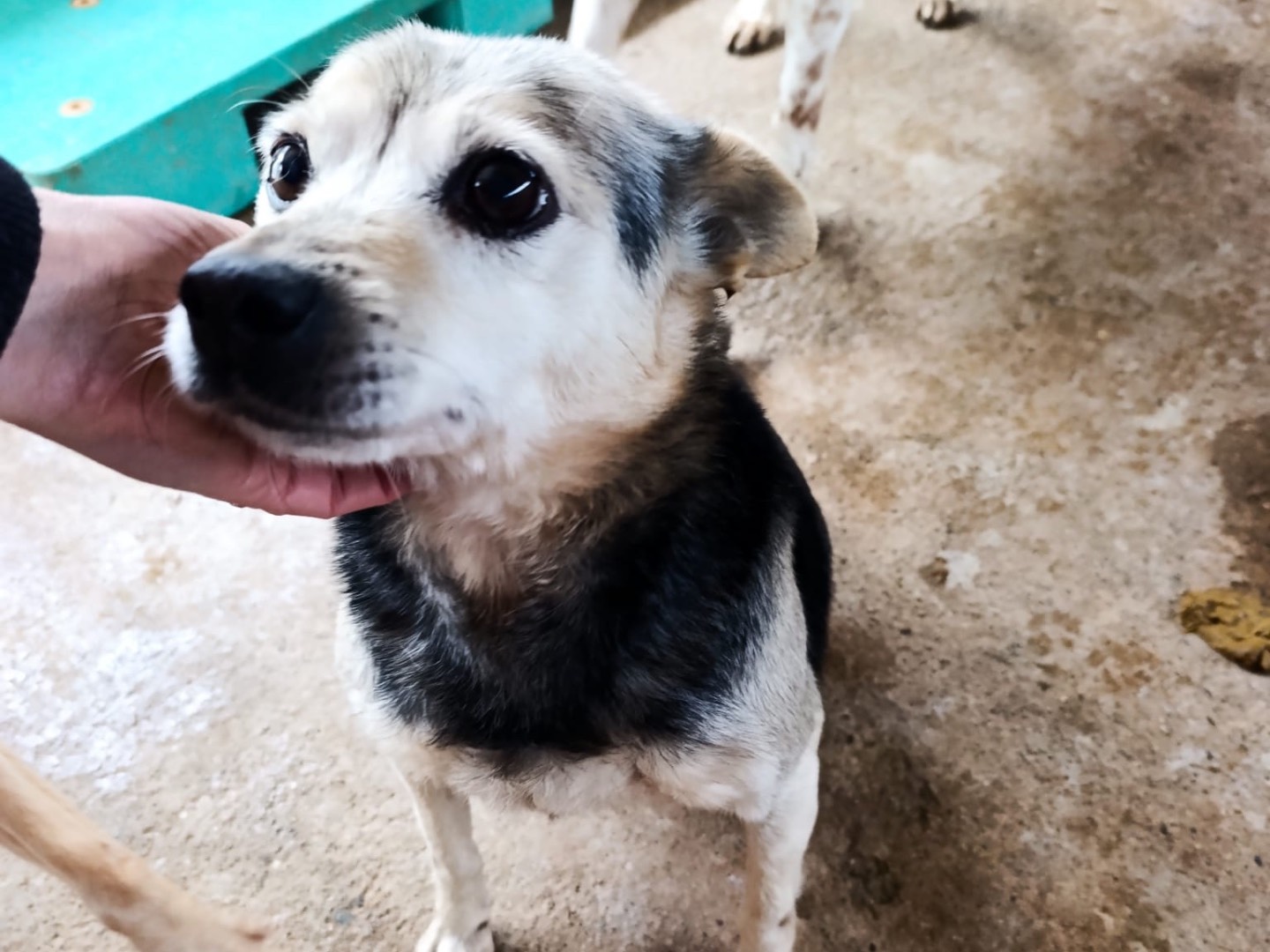 Adozione cane, femmina, Razza sconosciuta Razza sconosciuta, 10 anni e 9 mesi, taglia piccola, Trento