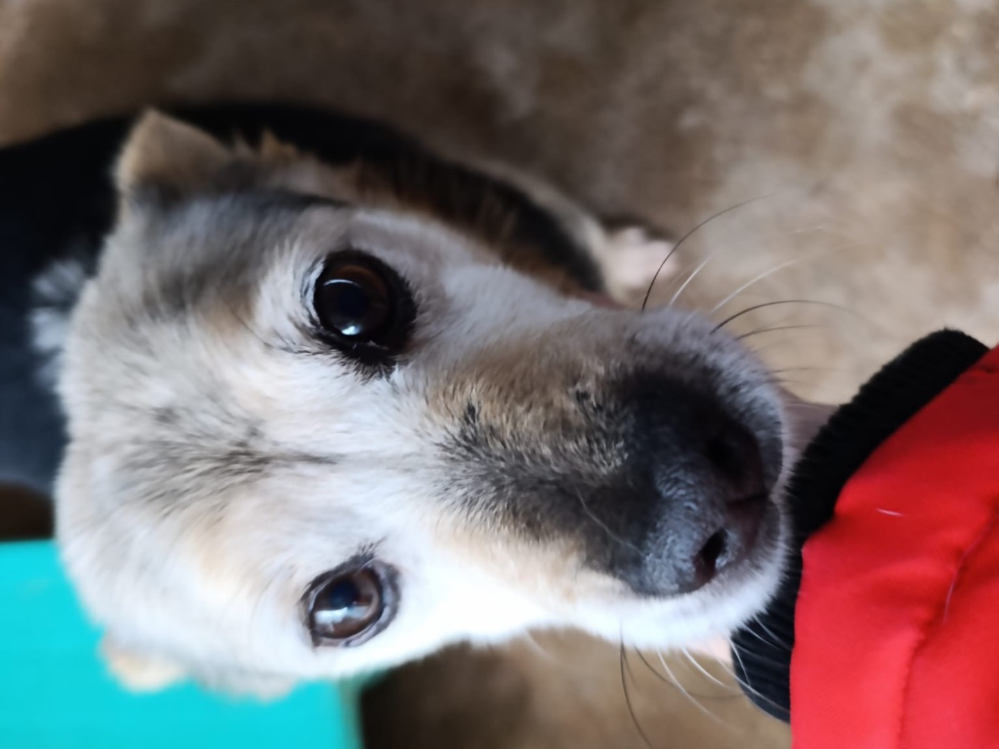 Vuoi adottare un cane a Trento?