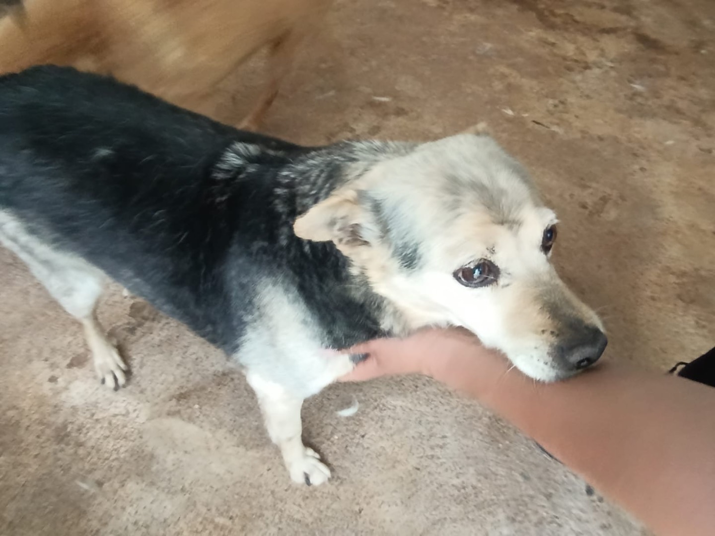 Adotta il cane Gaia a Trento