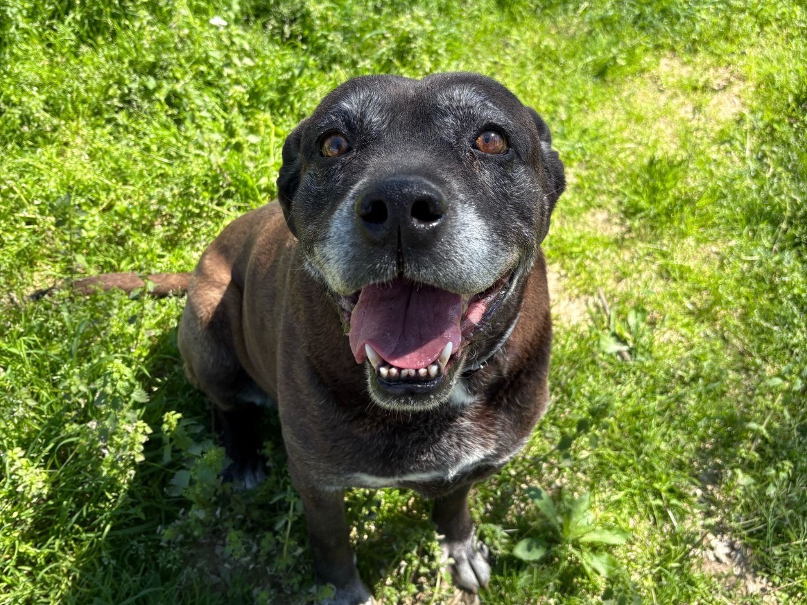 Adozione cane, femmina, Corso Razza sconosciuta, 9 anni e 8 mesi, taglia grande, Brindisi