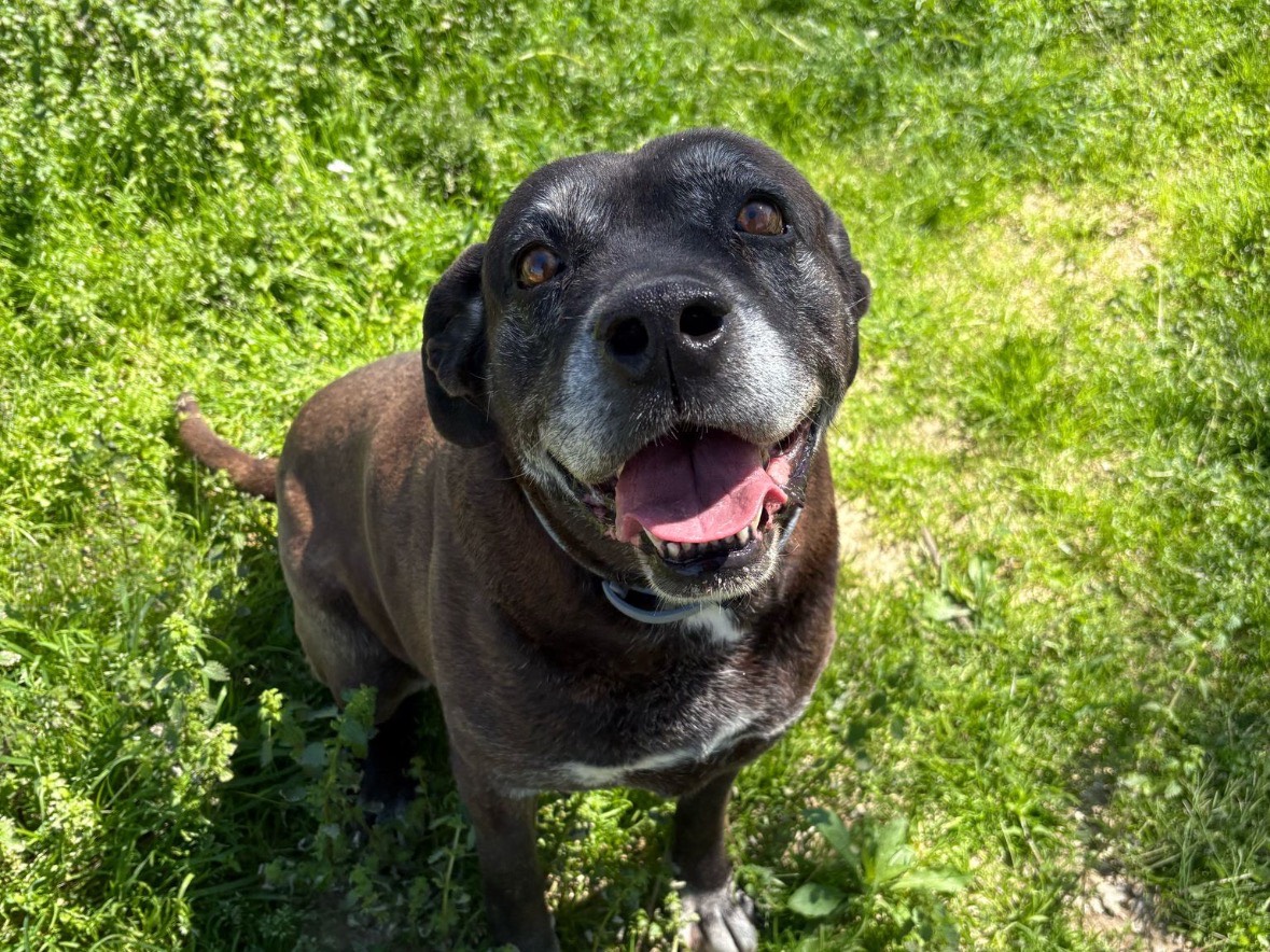 Adotta un cane, femmina, 9 anni e 8 mesi, Brindisi