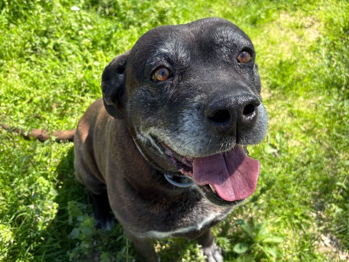 Adotta un cane, taglia grande, femmina, Brindisi