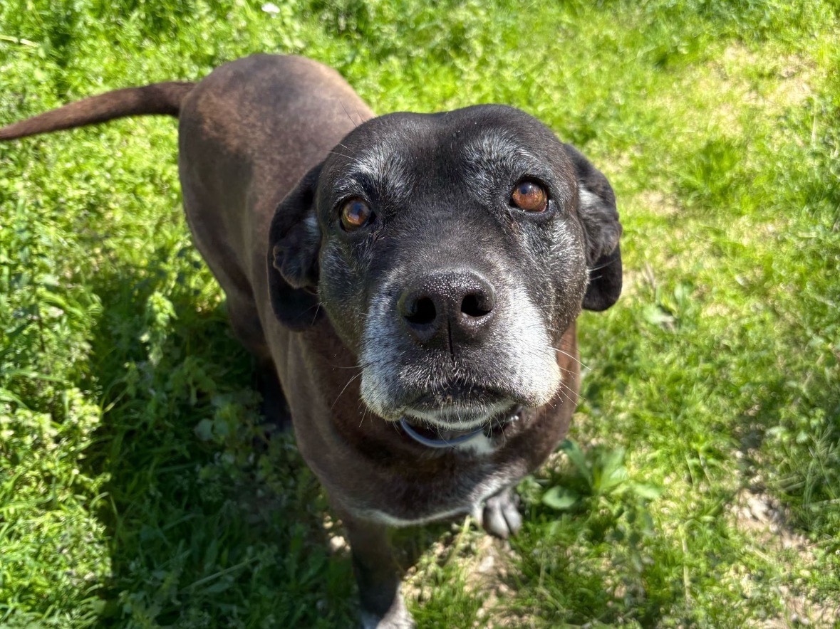 Vuoi adottare un cane a Brindisi?