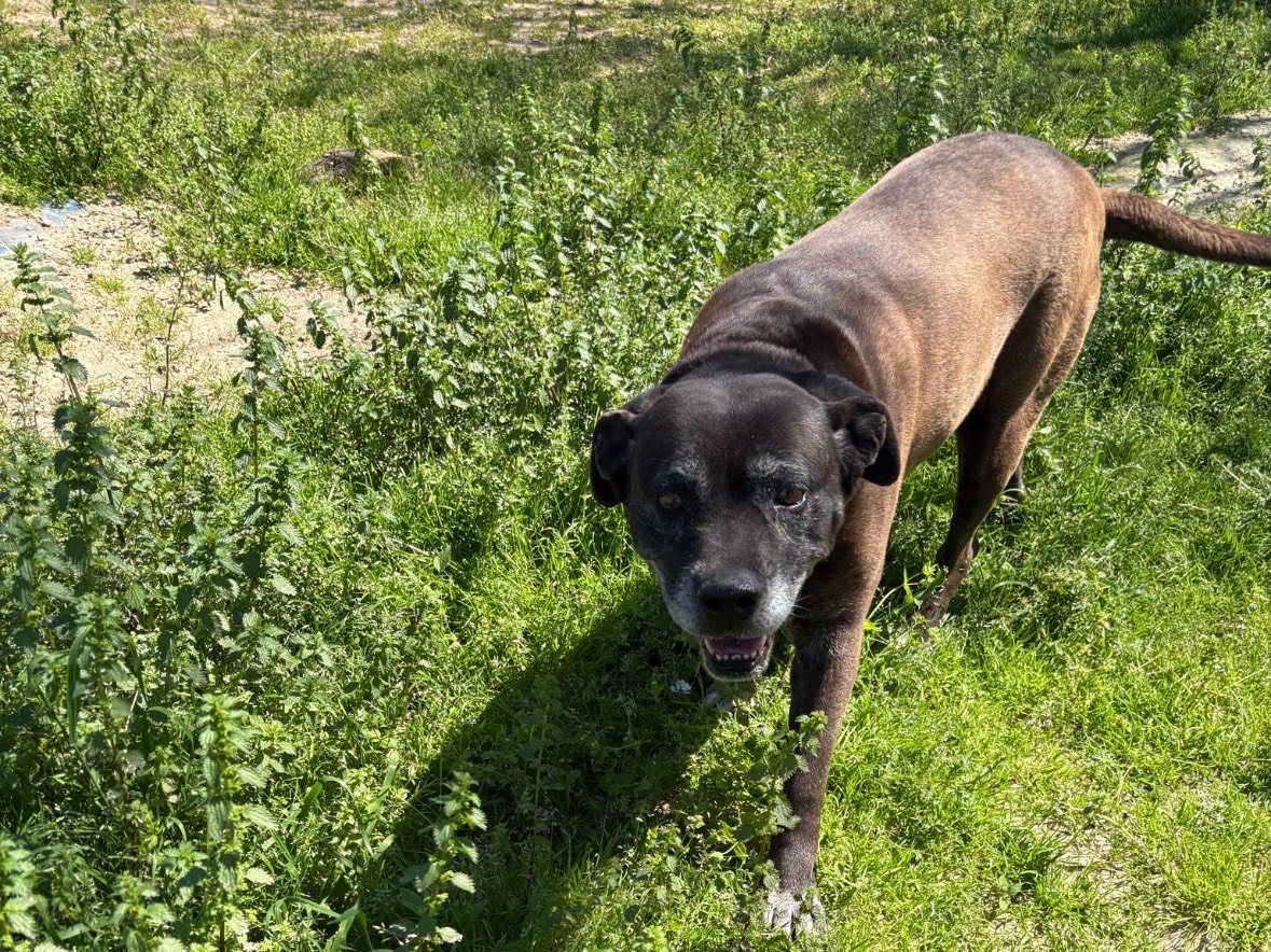 Adotta il cane India a Brindisi